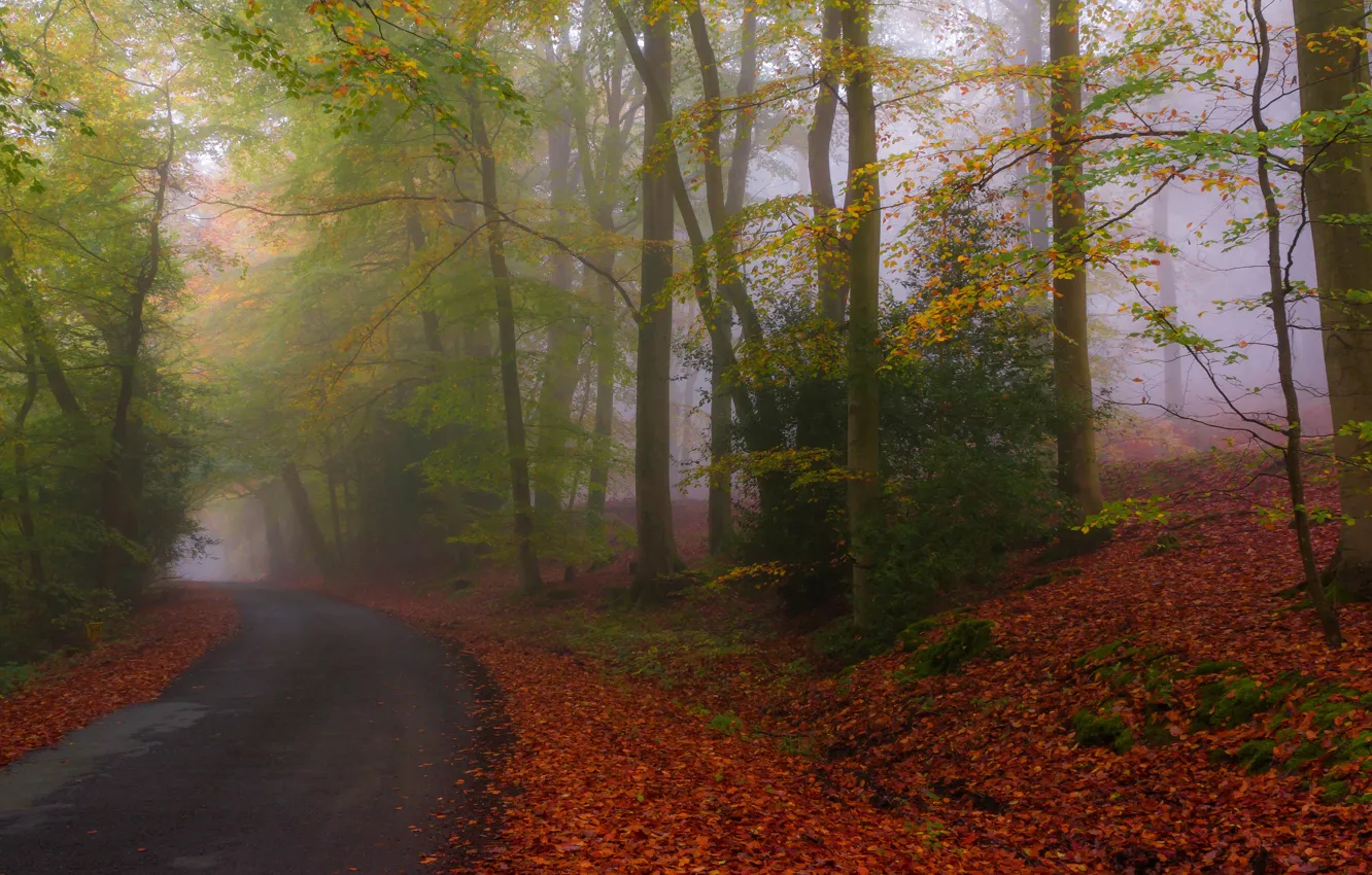 Фото обои дорога, осень, лес, природа, парк, листва, шоссе