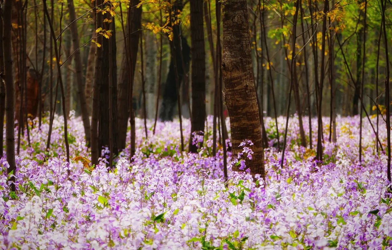 Фото обои лес, трава, цветы, весна