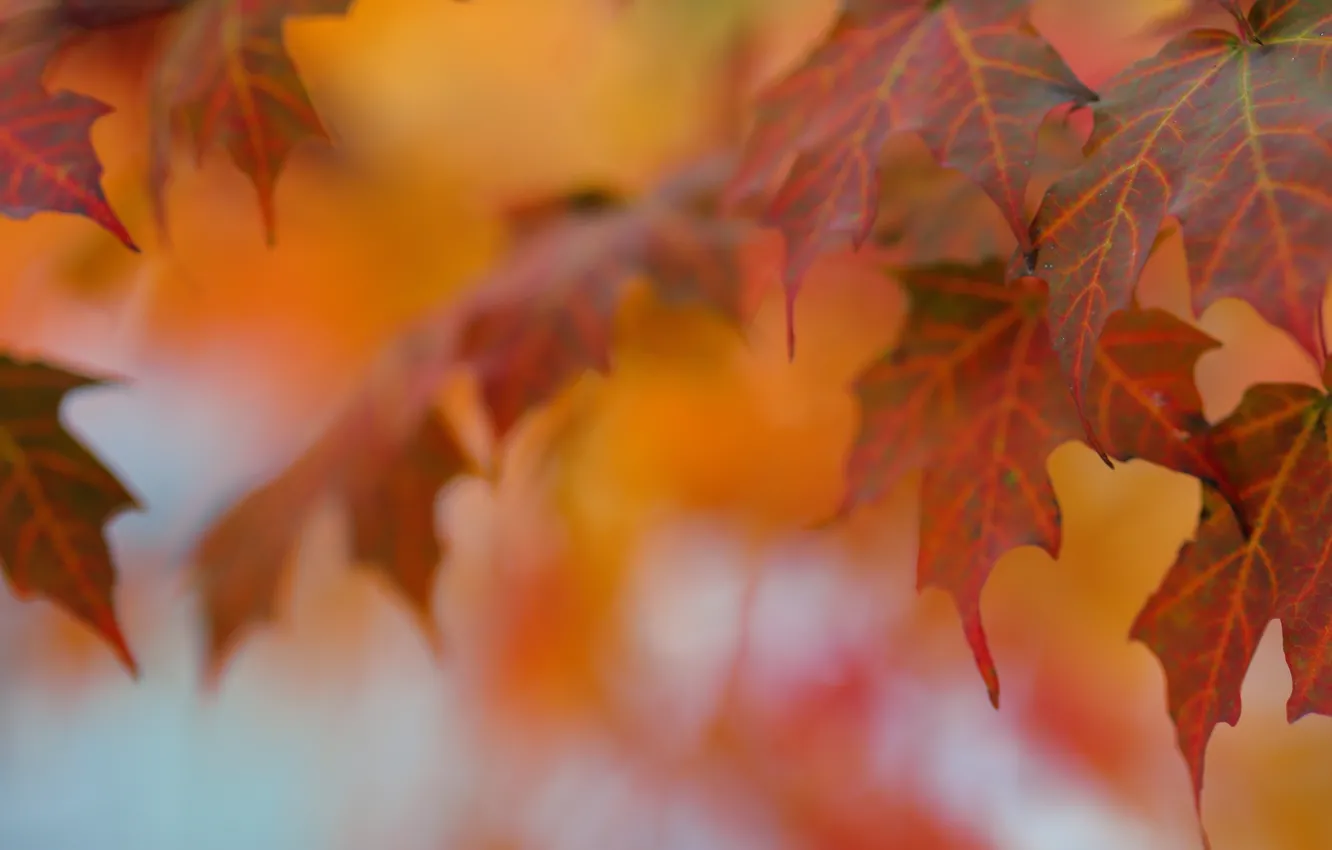 Фото обои осень, листья, макро, клён