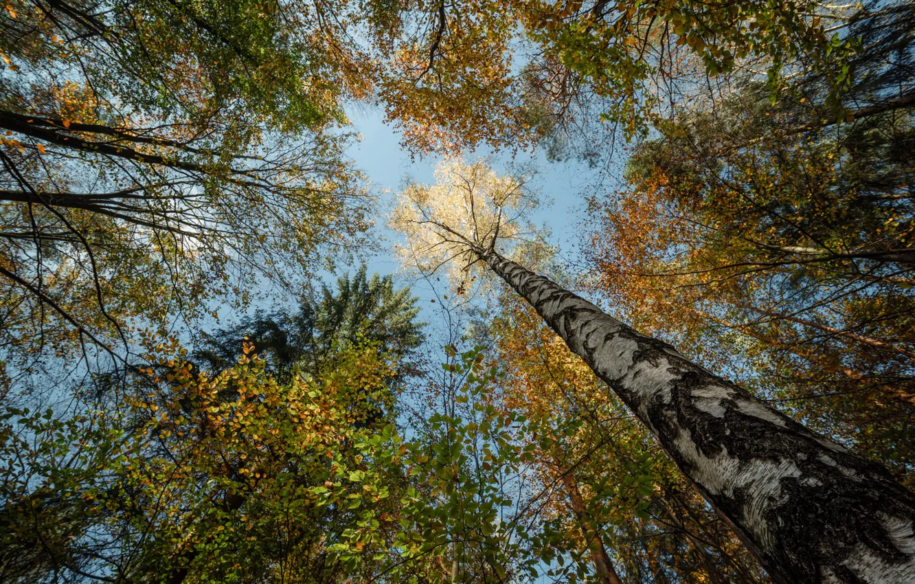 Фото обои autumn, Saxony, Niederrathen, Sächsische Schweiz-Osterzgebirge