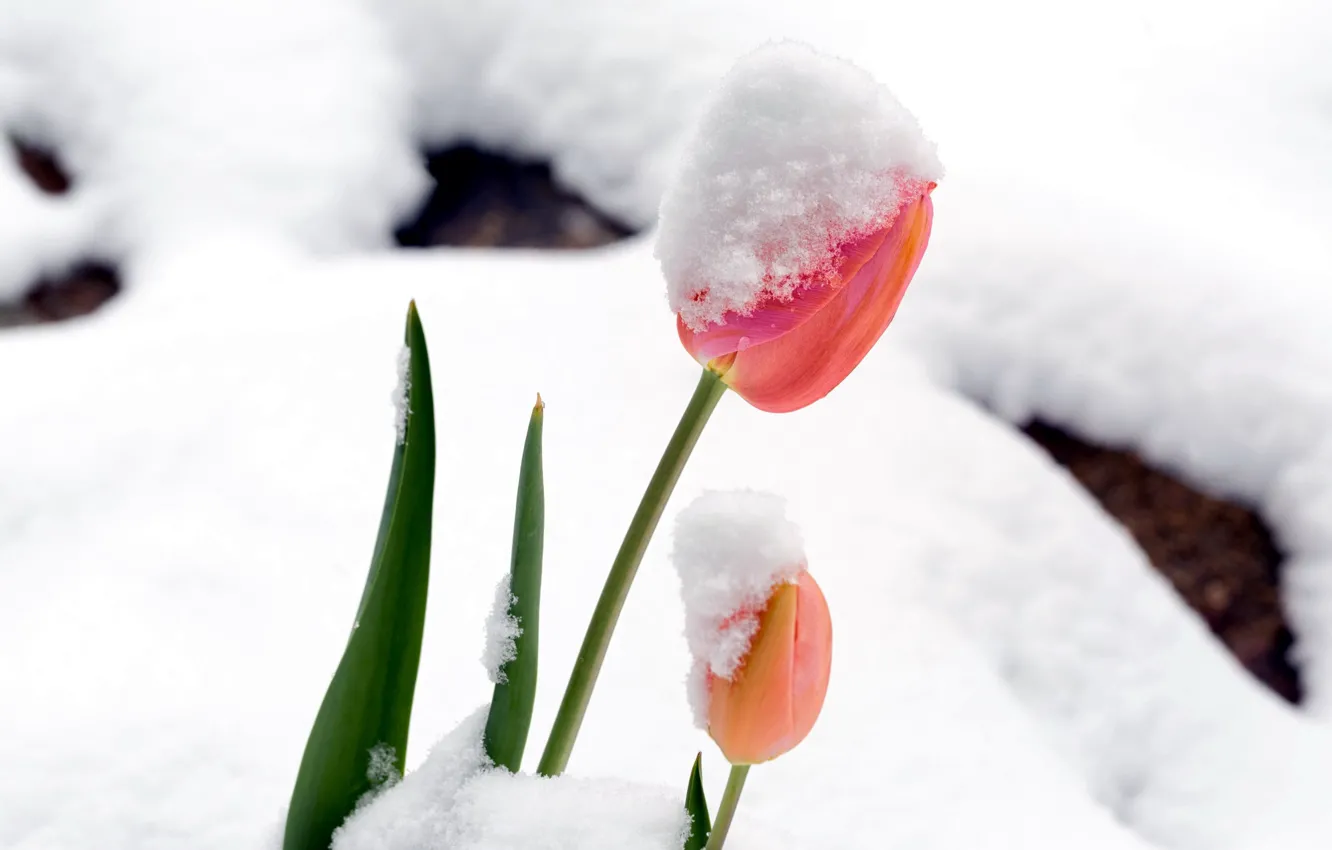Фото обои снег, тюльпан, весна