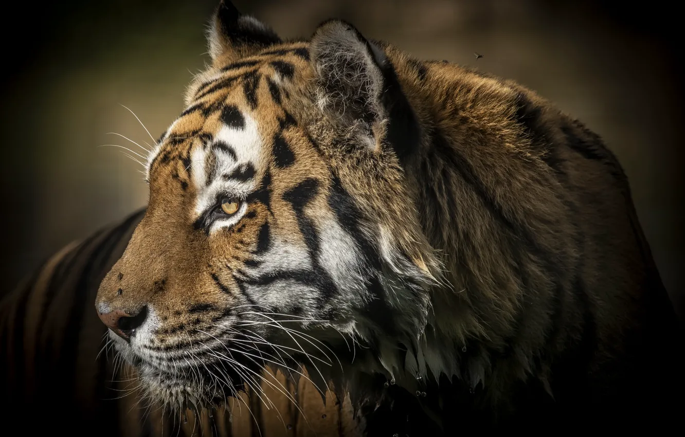 Фото обои тигр, мокрый, хищник, профиль