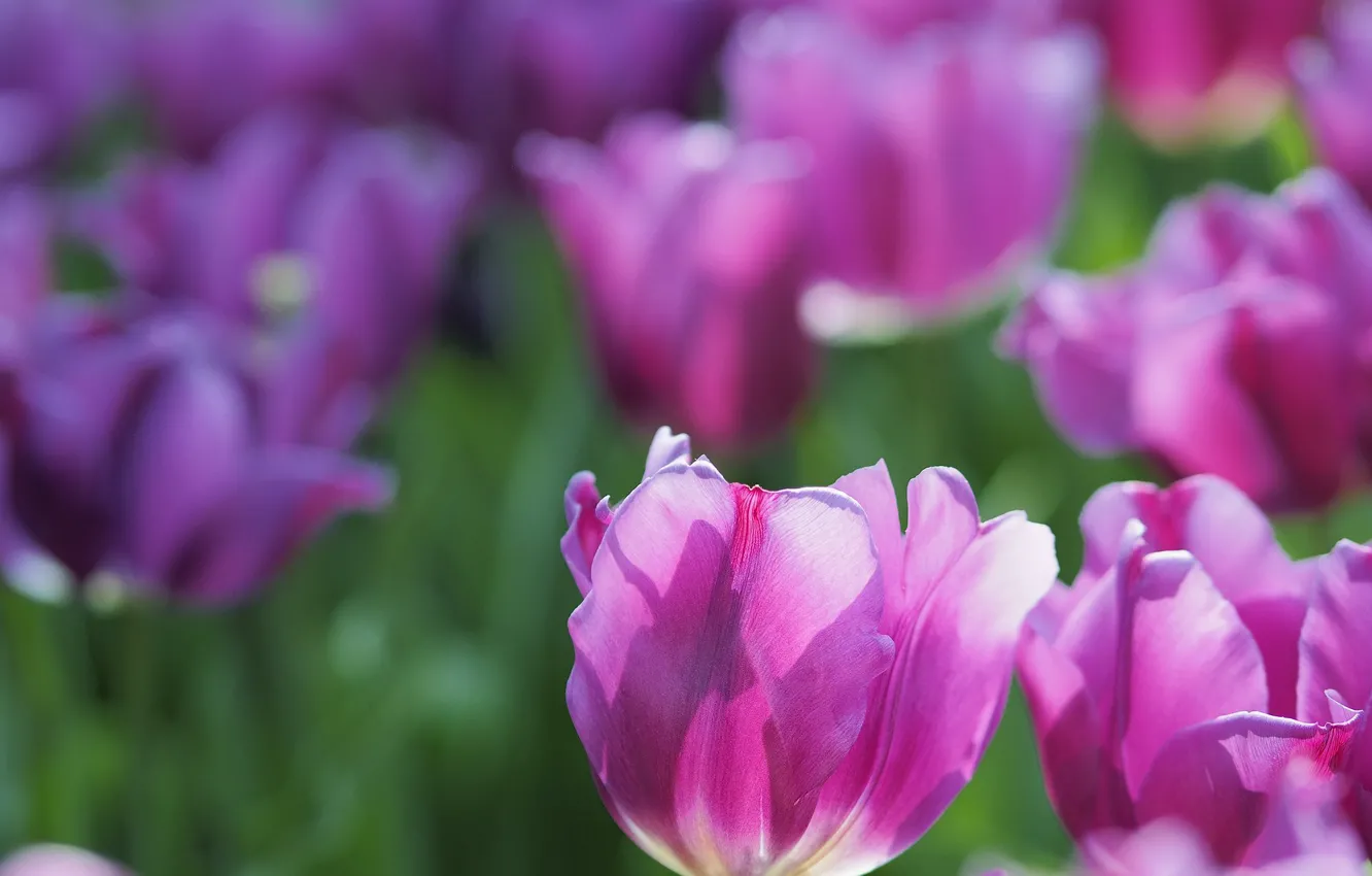 Фото обои свет, весна, тюльпаны, розовые, бутоны, боке