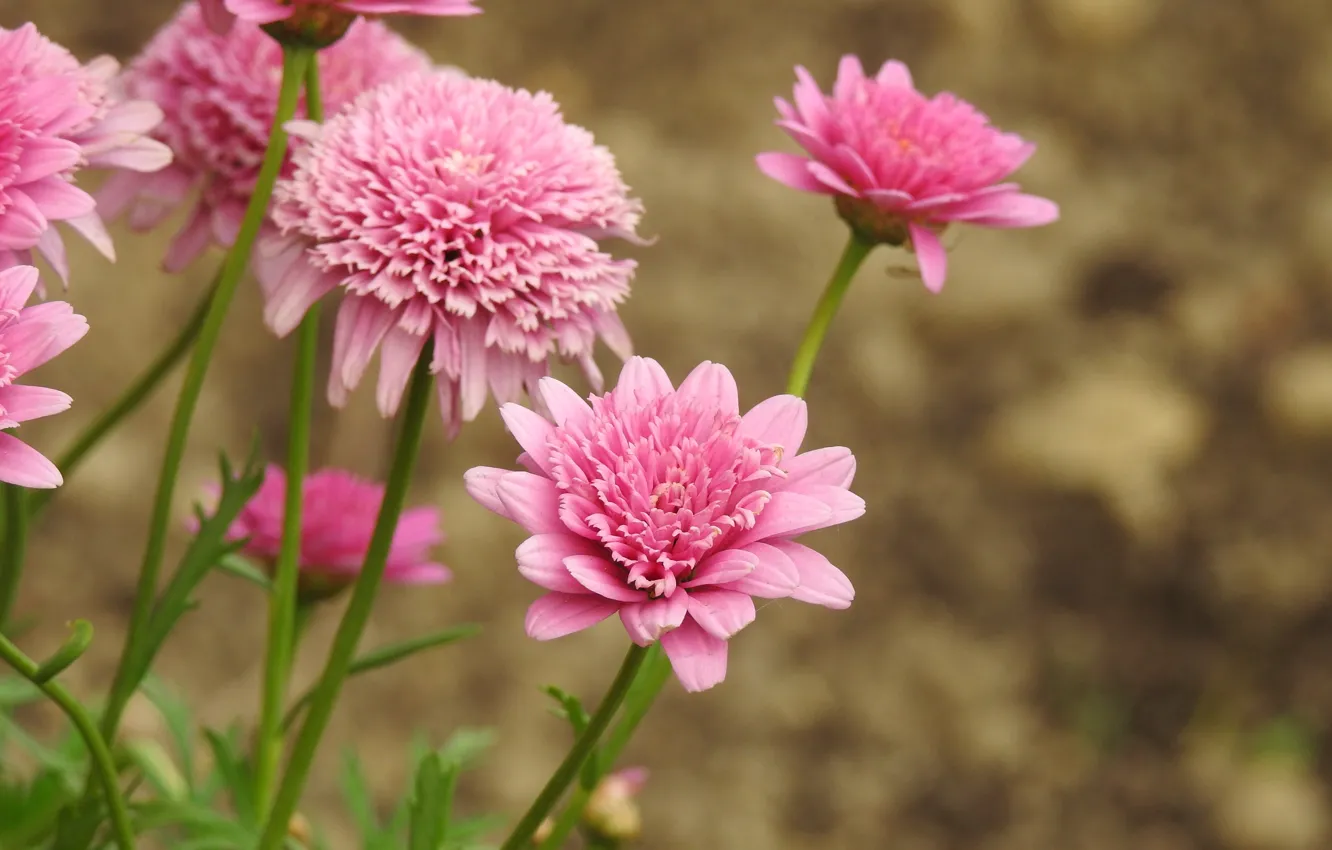 Фото обои цветы, природа, розовый