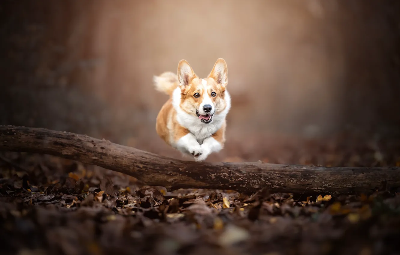 Фото обои осень, прыжок, собака, бег, прогулка, бревно, боке, Вельш-корги
