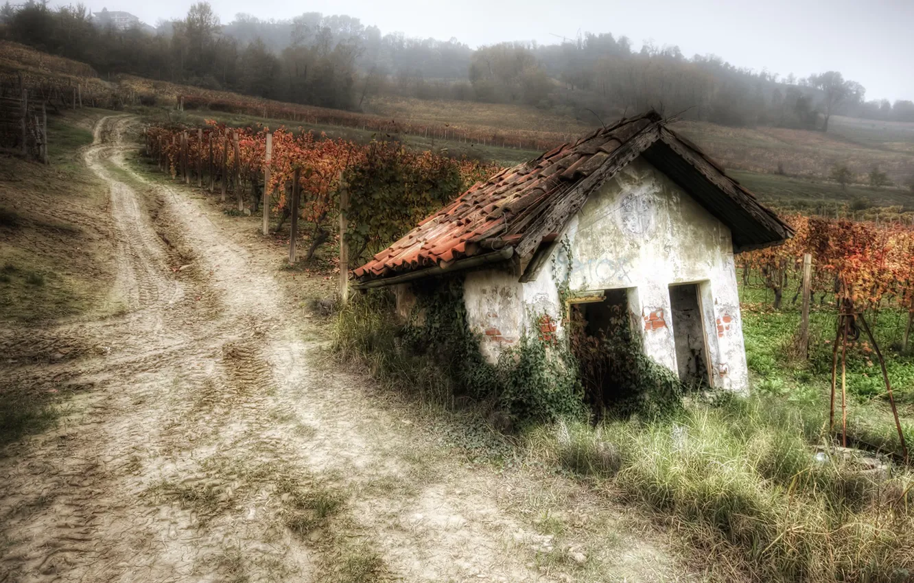 Фото обои дорога, дом, сад, виноградник