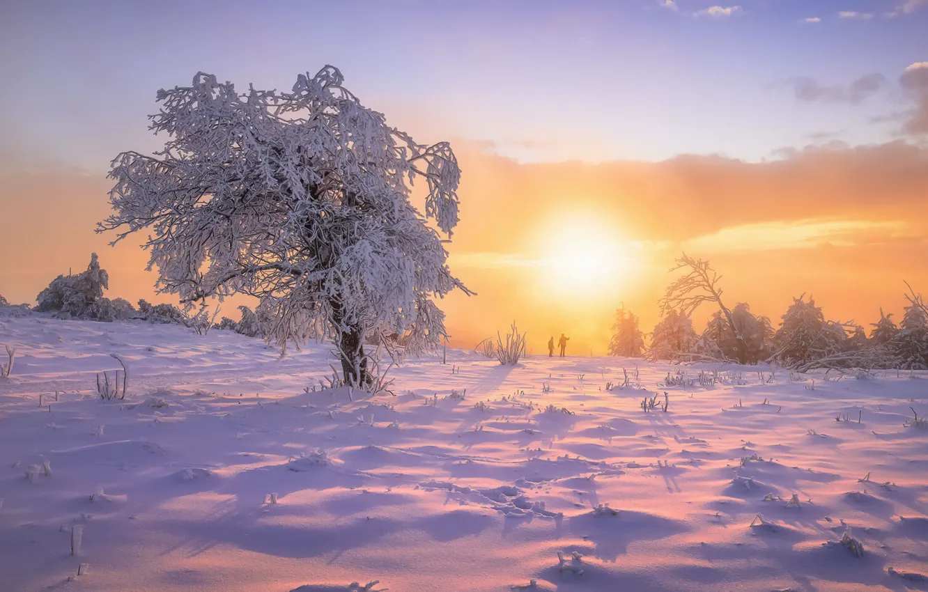 Фото обои зима, деревья, закат