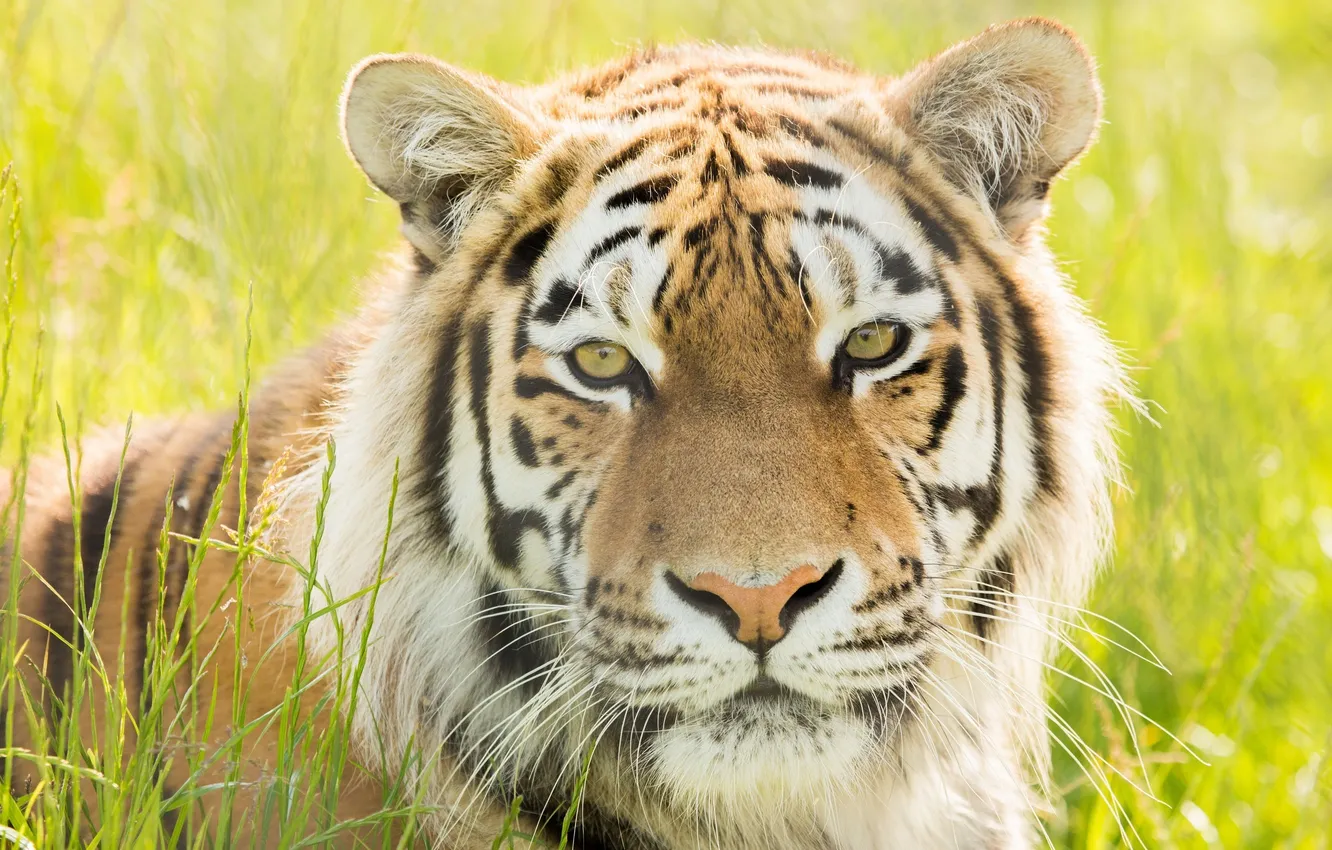Фото обои морда, портрет, хищник, дикая кошка, амурский тигр