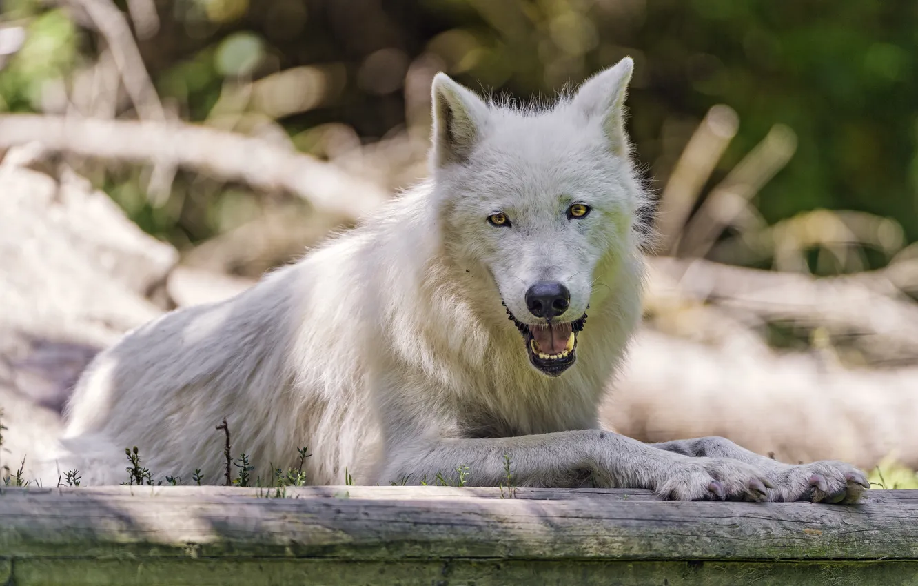 Фото обои хищник, белый волк, ©Tambako The Jaguar