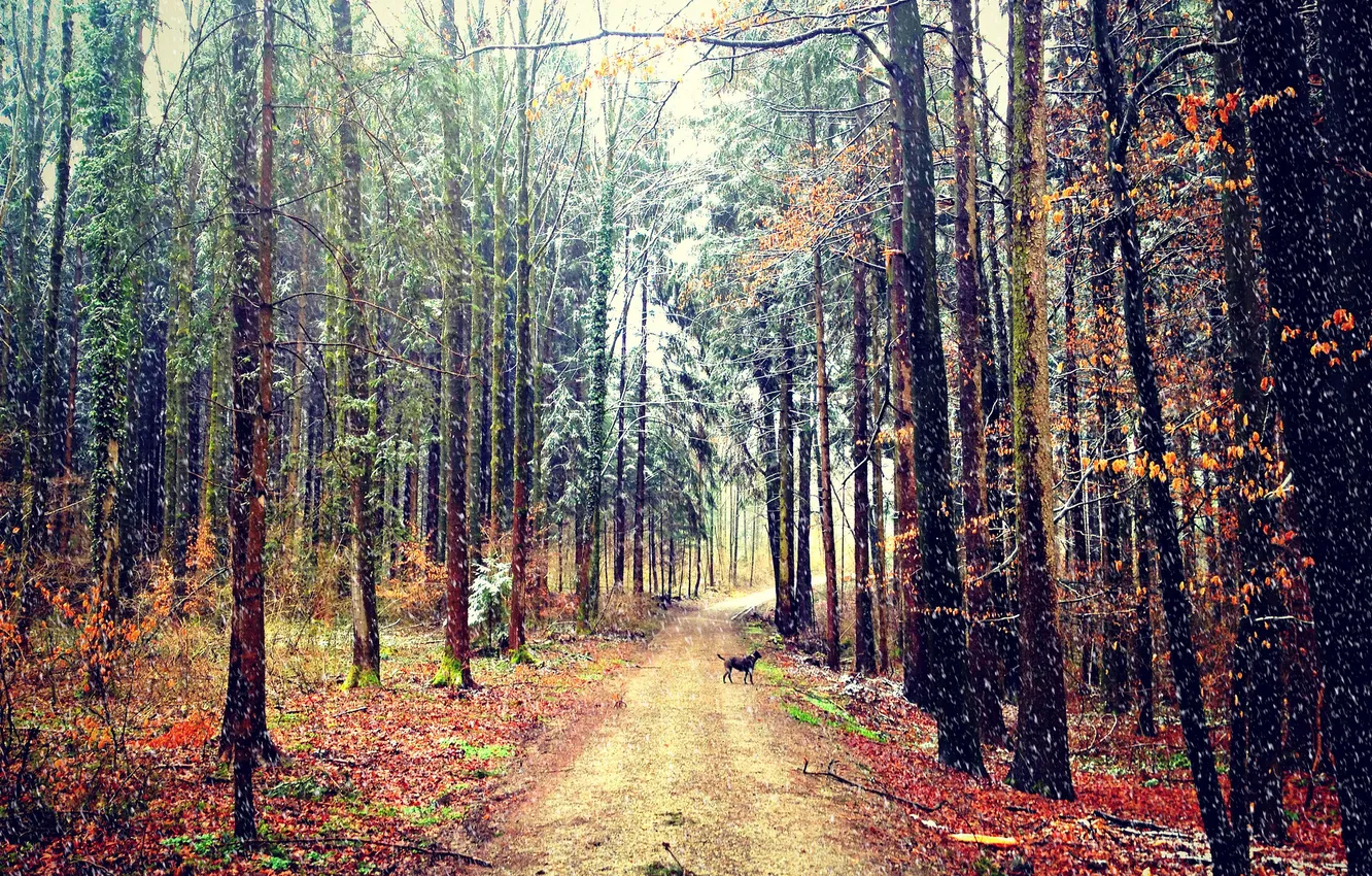 Фото обои дорога, осень, лес, снег, собака