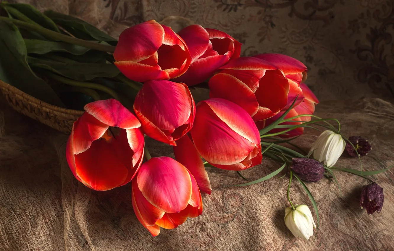Фото обои красный, тюльпаны, рябчик