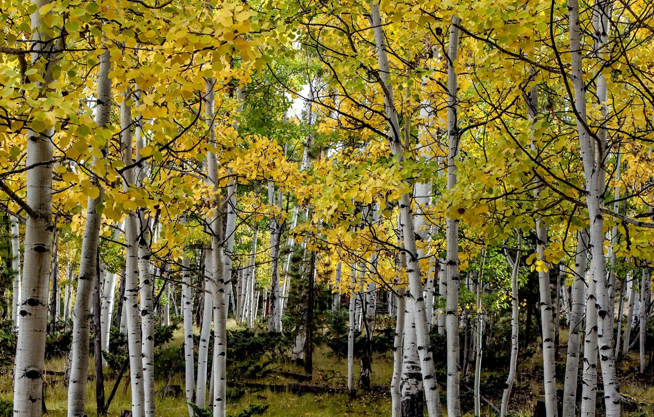 Фото обои осень, деревья, Колорадо, США, роща, осина