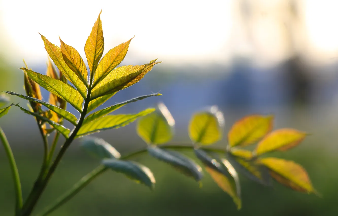 Фото обои spring, leaf, twig