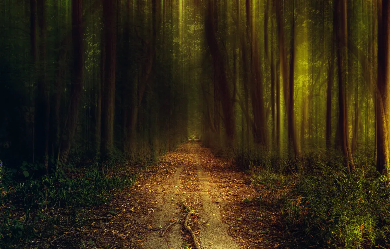 Фото обои дорога, зелень, осень, лес, трава, свет, деревья, природа