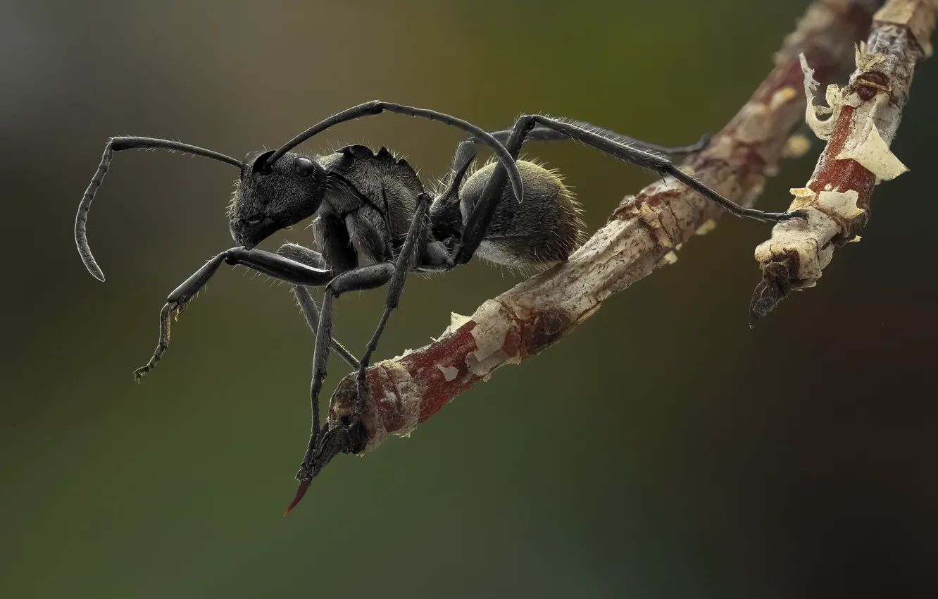 Фото обои фон, черный, лапки, волосики, муравей, усики