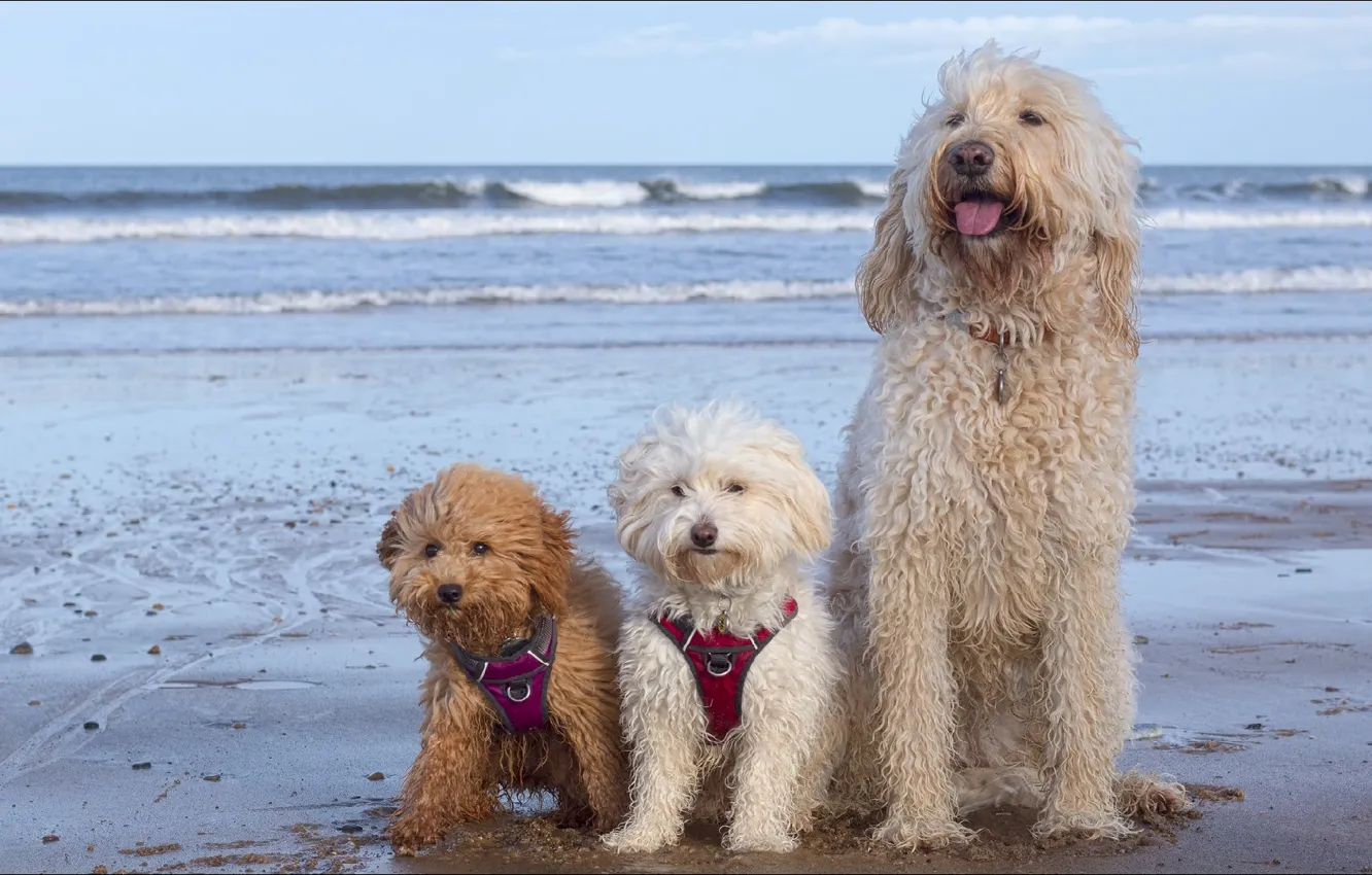 Фото обои собаки, пляж, природа, Nature, трио, beach, dogs, trio