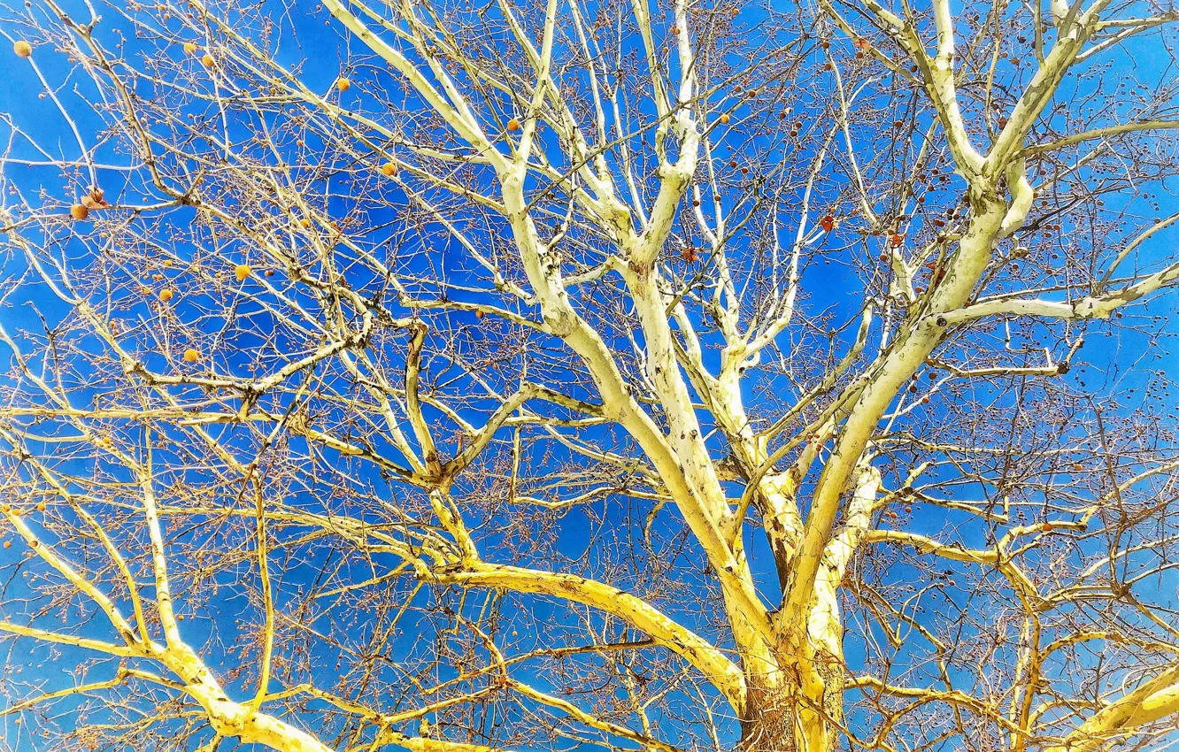 Фото обои небо, ветки, дерево
