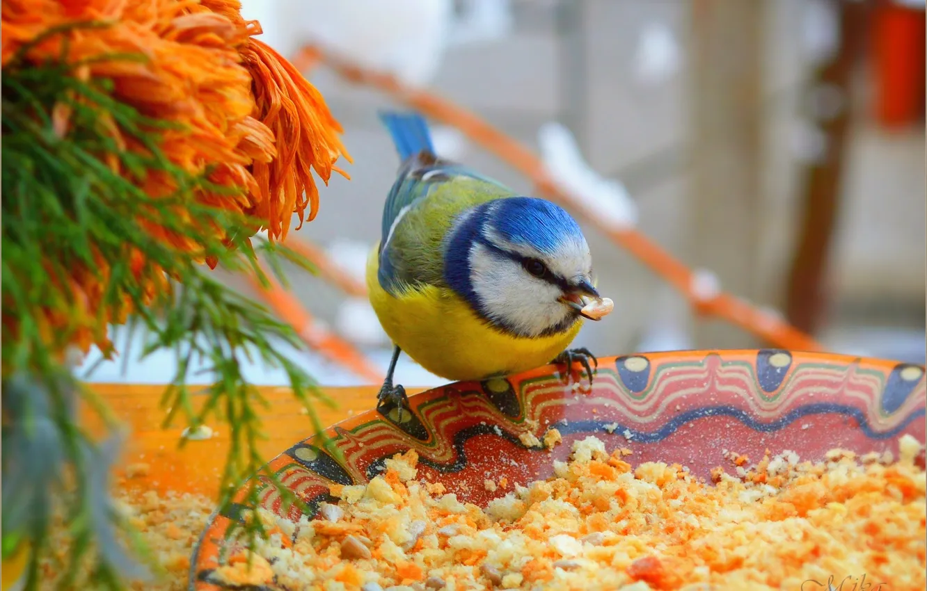 Фото обои Птичка, Bird, Синица