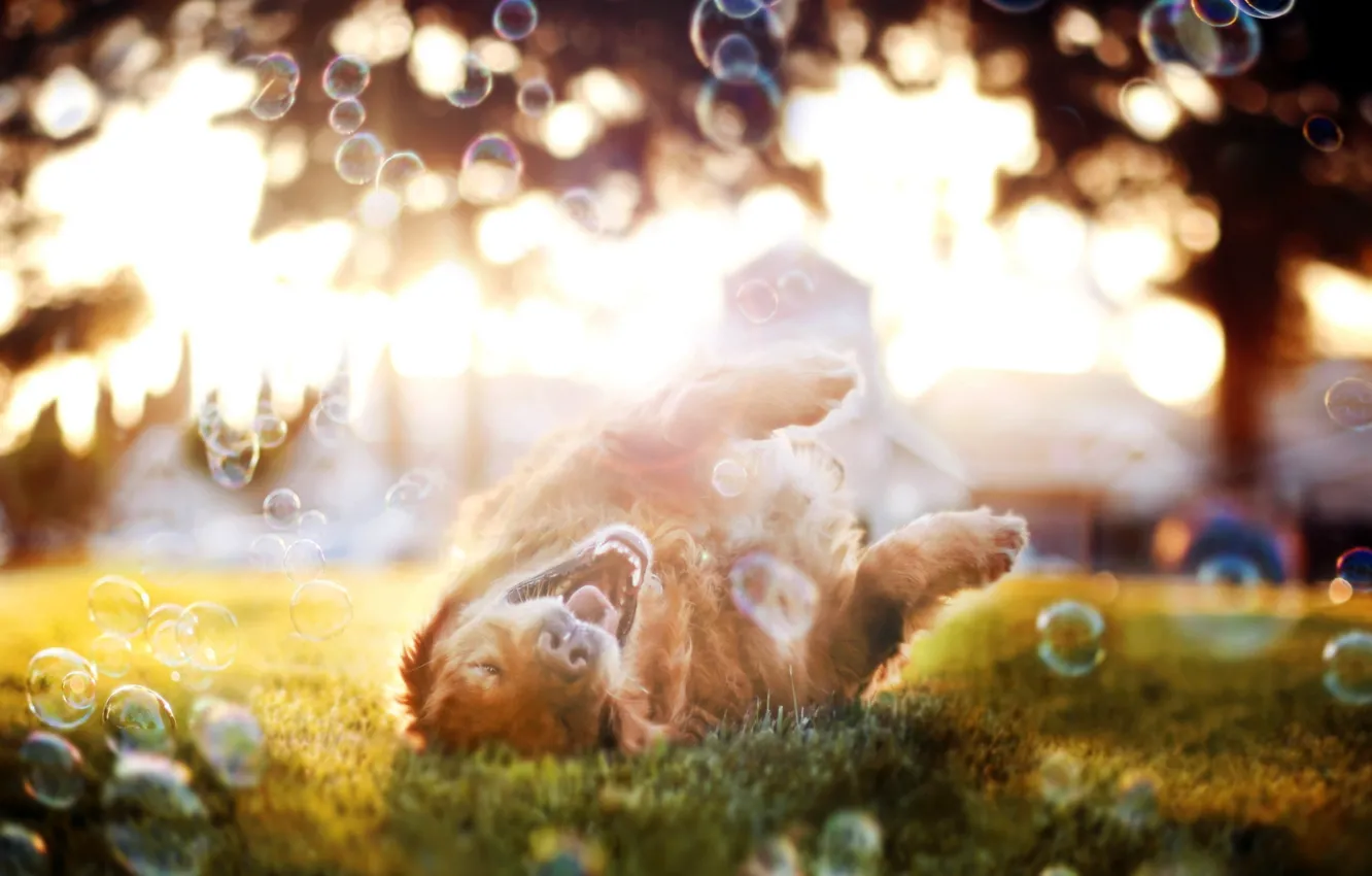 Фото обои лето, пузыри, друг, собака