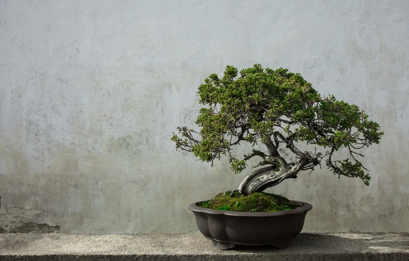 Фото обои background, asia, bonsai tree, bonsai isolated, bonsai garden