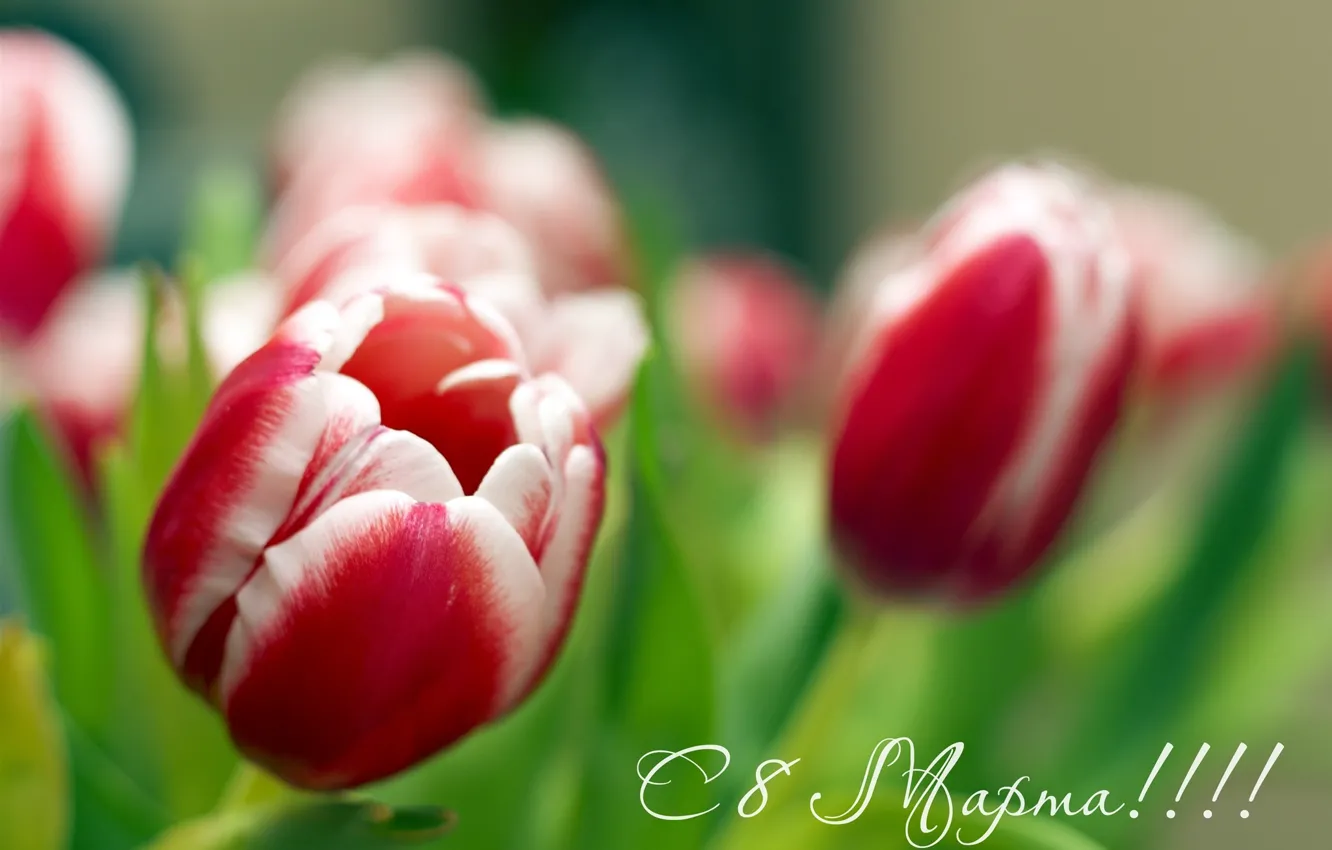 Фото обои цветы, тюльпаны, 8 марта, всех, дорогих, женщин, жеждународным, днём!