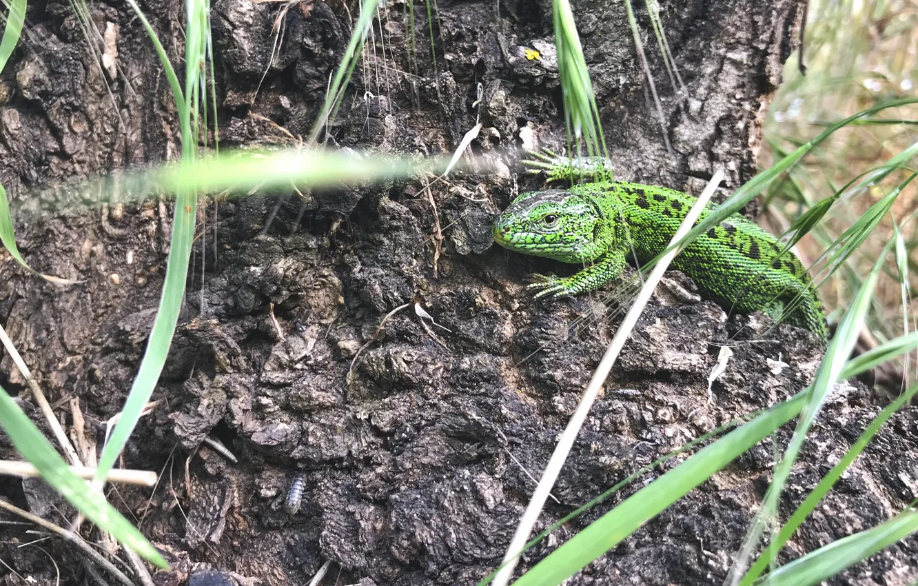 Фото обои природа, ящерица, рептилия, lizard, reptile