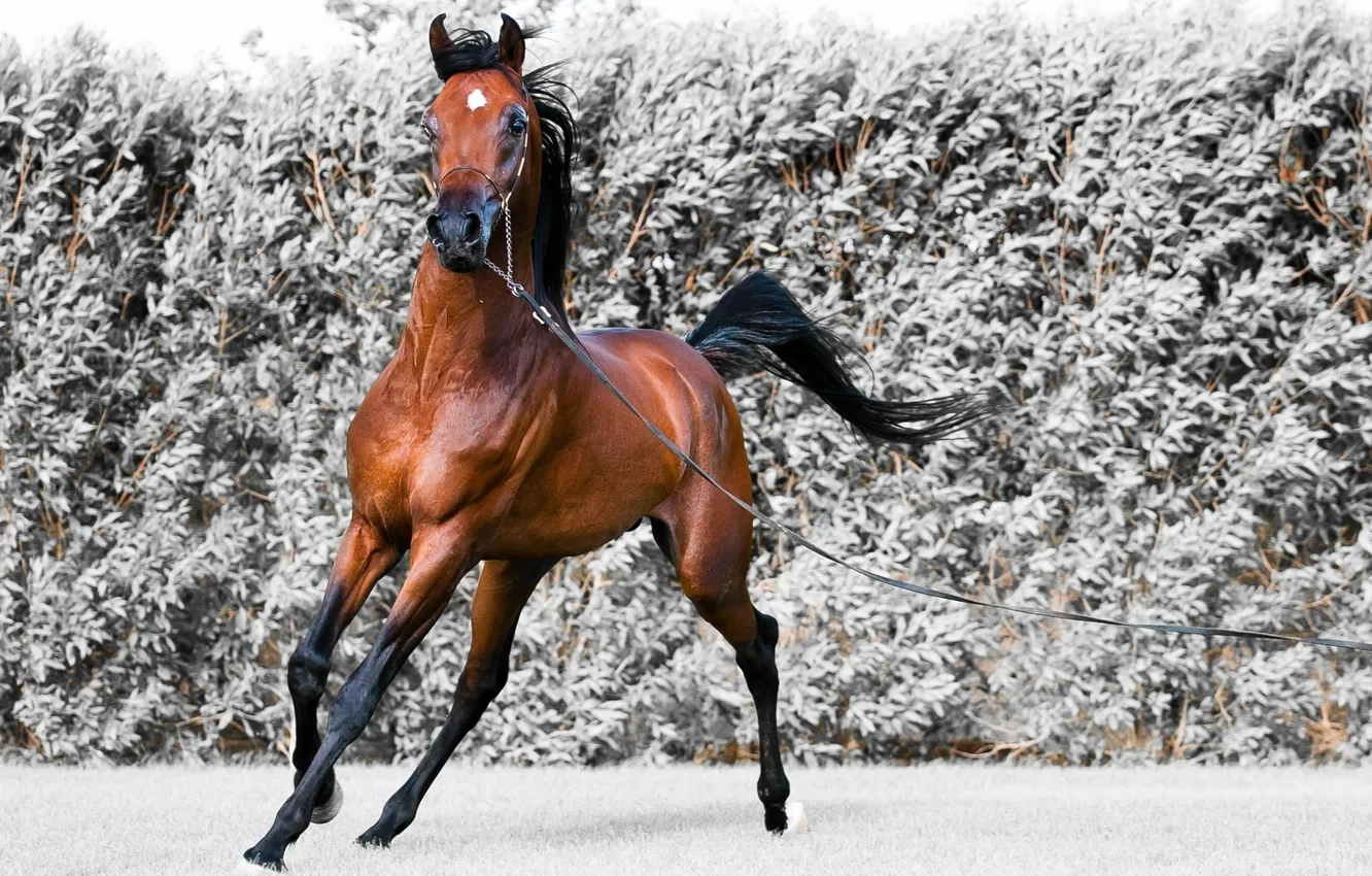 Фото обои движение, конь, ветер, бег