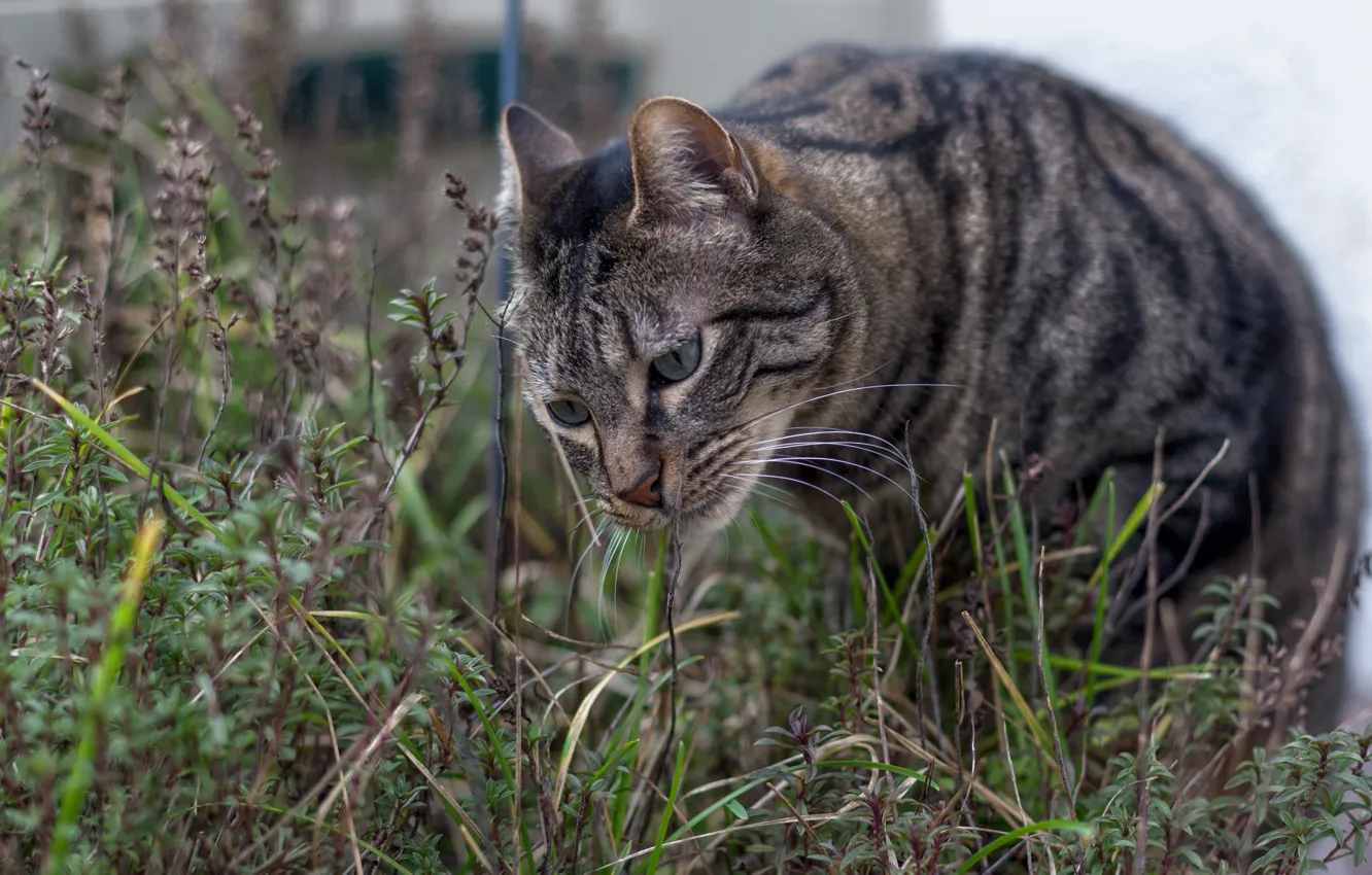 Фото обои трава, глаза, кот, полосатый, котяра