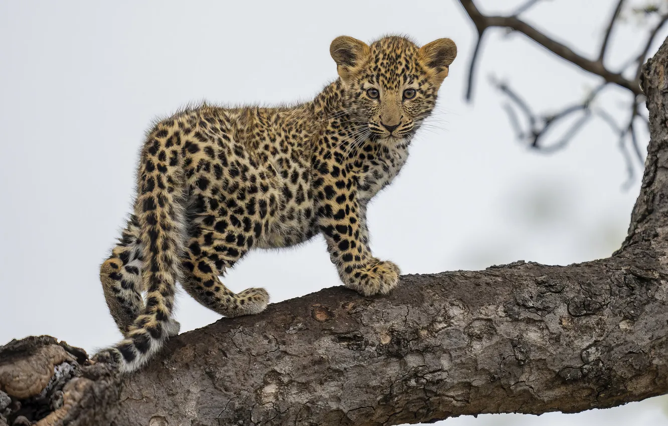 Фото обои животное, леопард, котёнок