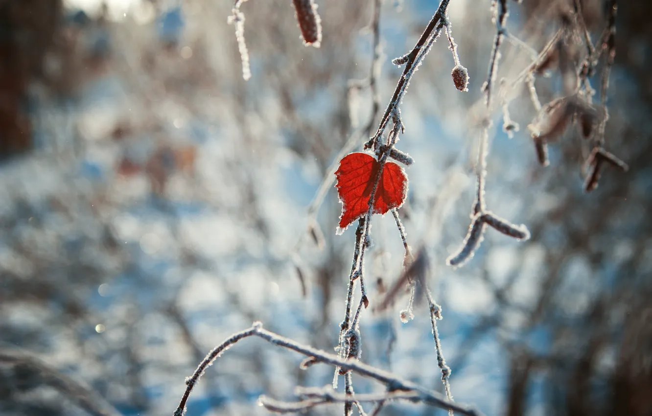 Фото обои зима, сердце, листок