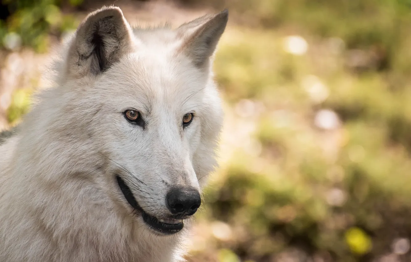 Фото обои Predator, nature, snow, face, animal, wolf, canis lupus, wildlife