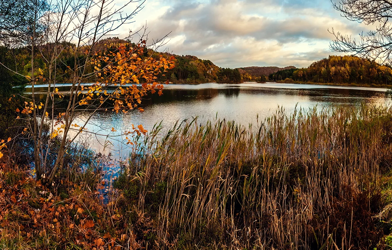 Фото обои осень, трава, деревья, пруд, болото, сухая