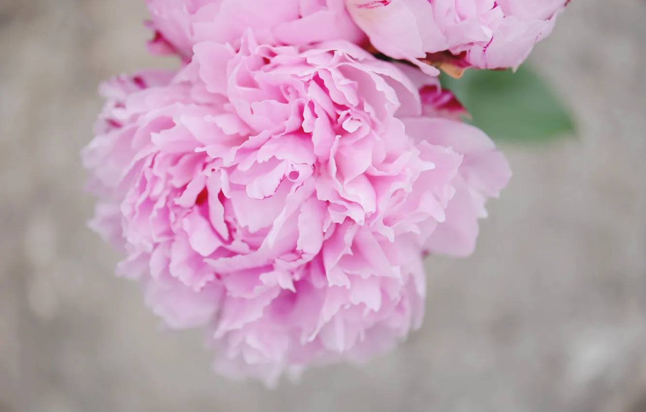 Фото обои цветок, лепестки, розовые, пион