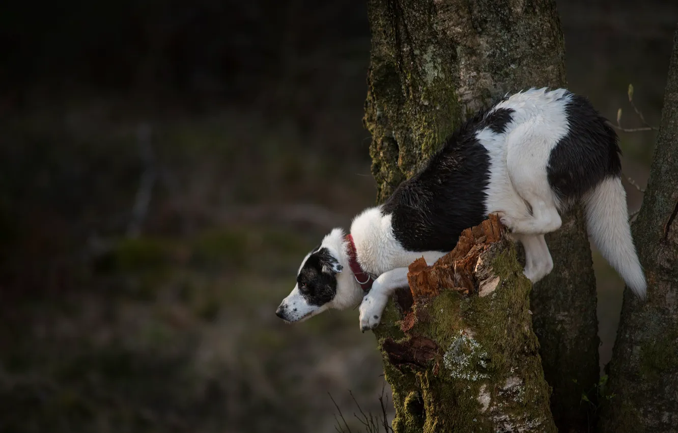 Фото обои поза, дерево, собака, на дереве, бордер-колли
