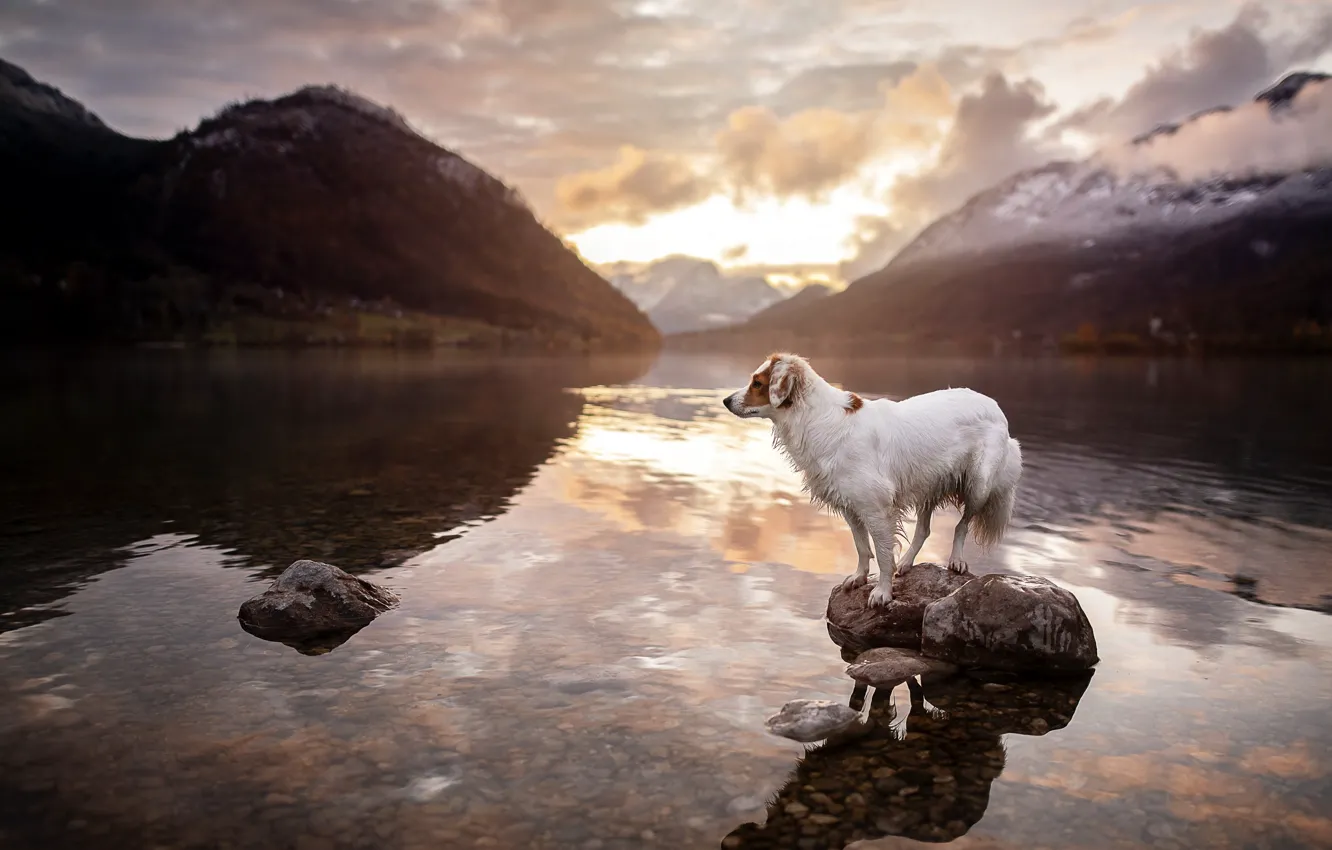 Фото обои озеро, друг, собака