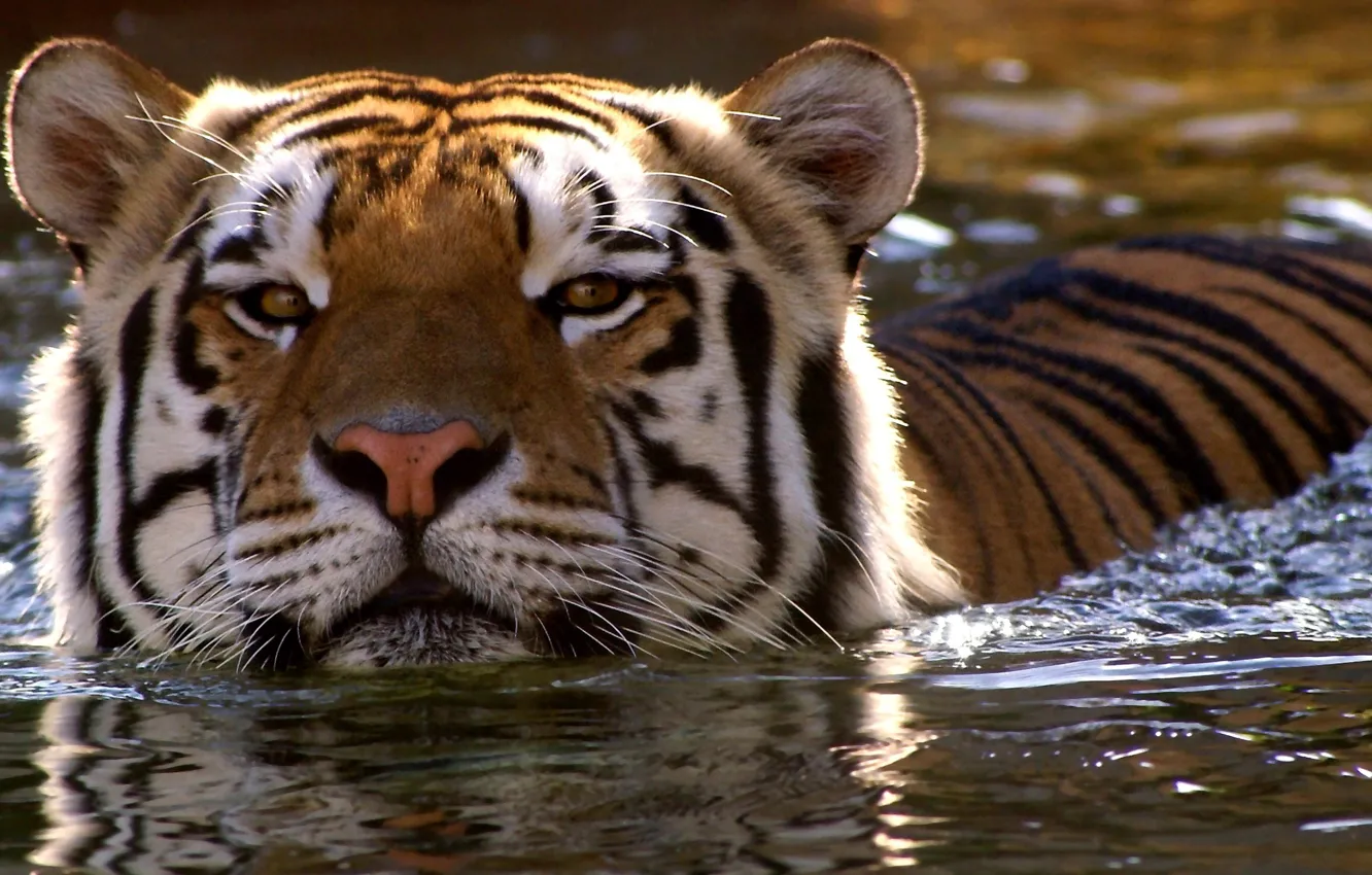 Фото обои взгляд, морда, вода, тигр, заплыв, дикая кошка