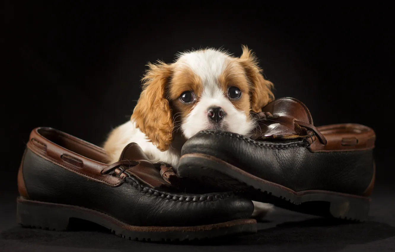 Фото обои туфли, щенок, спаниель
