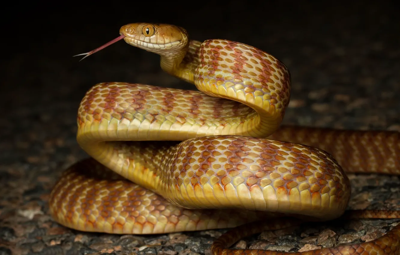 Фото обои змея, кольца, профиль