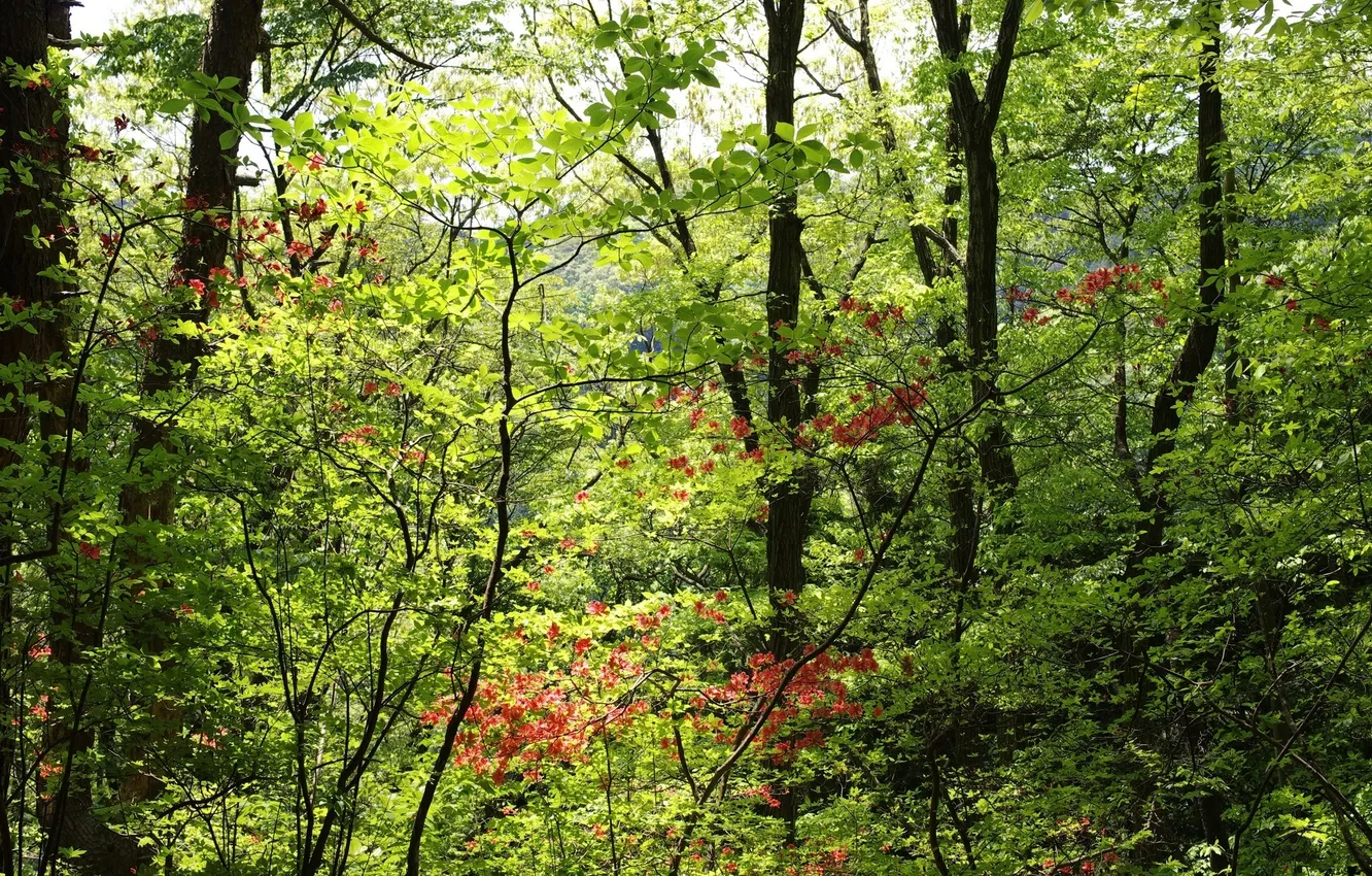Фото обои зелень, лес, листья, деревья, ветки, листва