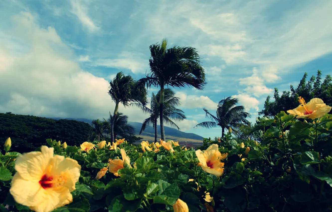 Фото обои небо, пейзаж, цветы, природа, пальма, горизонт, растениезелень