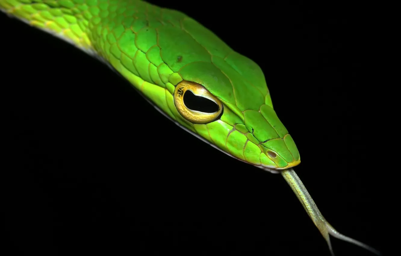 Фото обои природа, Ahaetulla mycterizans, Big-eye Green Whip Snake