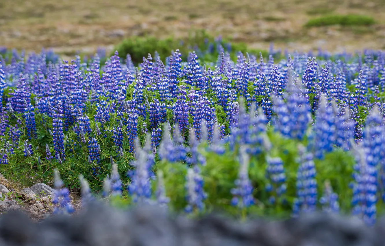 Фото обои солнце, пейзаж, цветы, зеленый, цвет, природы, исландия