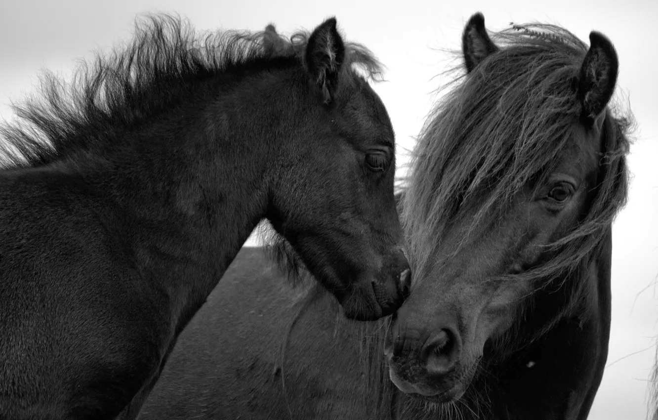 Фото обои фон, лошади, пара, чёрные кони