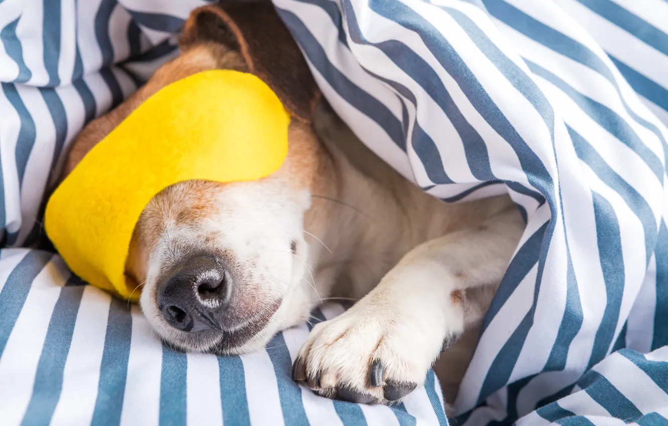 Фото обои puppy, yellow, nap