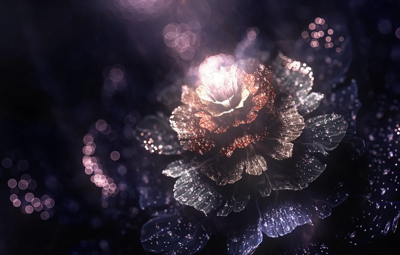 Фото обои цветок, свет, лепестки, wet dreams