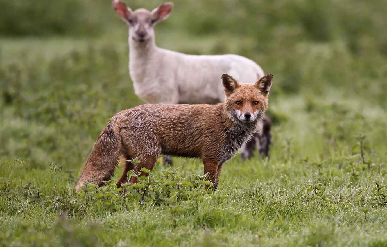 Фото обои поляна, лиса, рыжая, овца