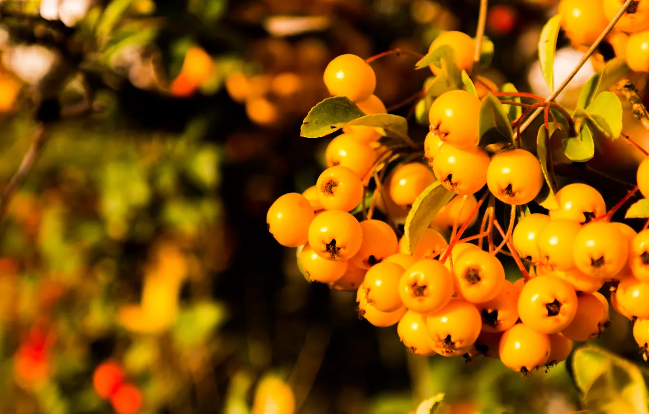 Фото обои Orange, Leaves, Bright, Fruits, Berries