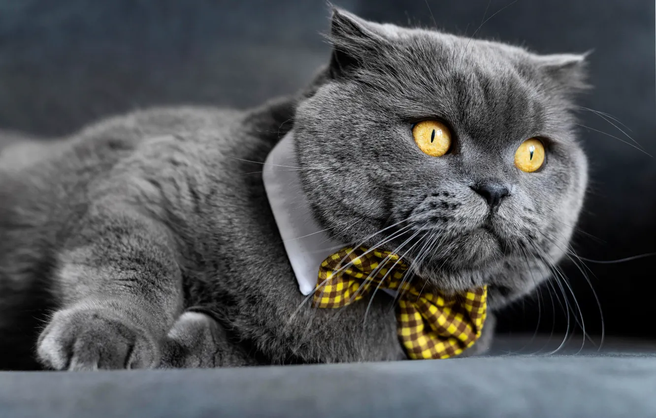 Фото обои кот, взгляд, мордочка, котэ, джентельмен, галстук-бабочка, Британская короткошёрстная кошка, котофеич