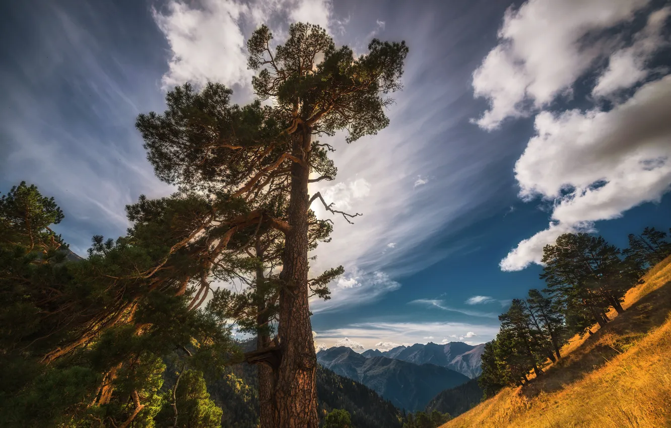Фото обои облака, деревья, пейзаж, горы, природа, склон, сосны, Кавказ