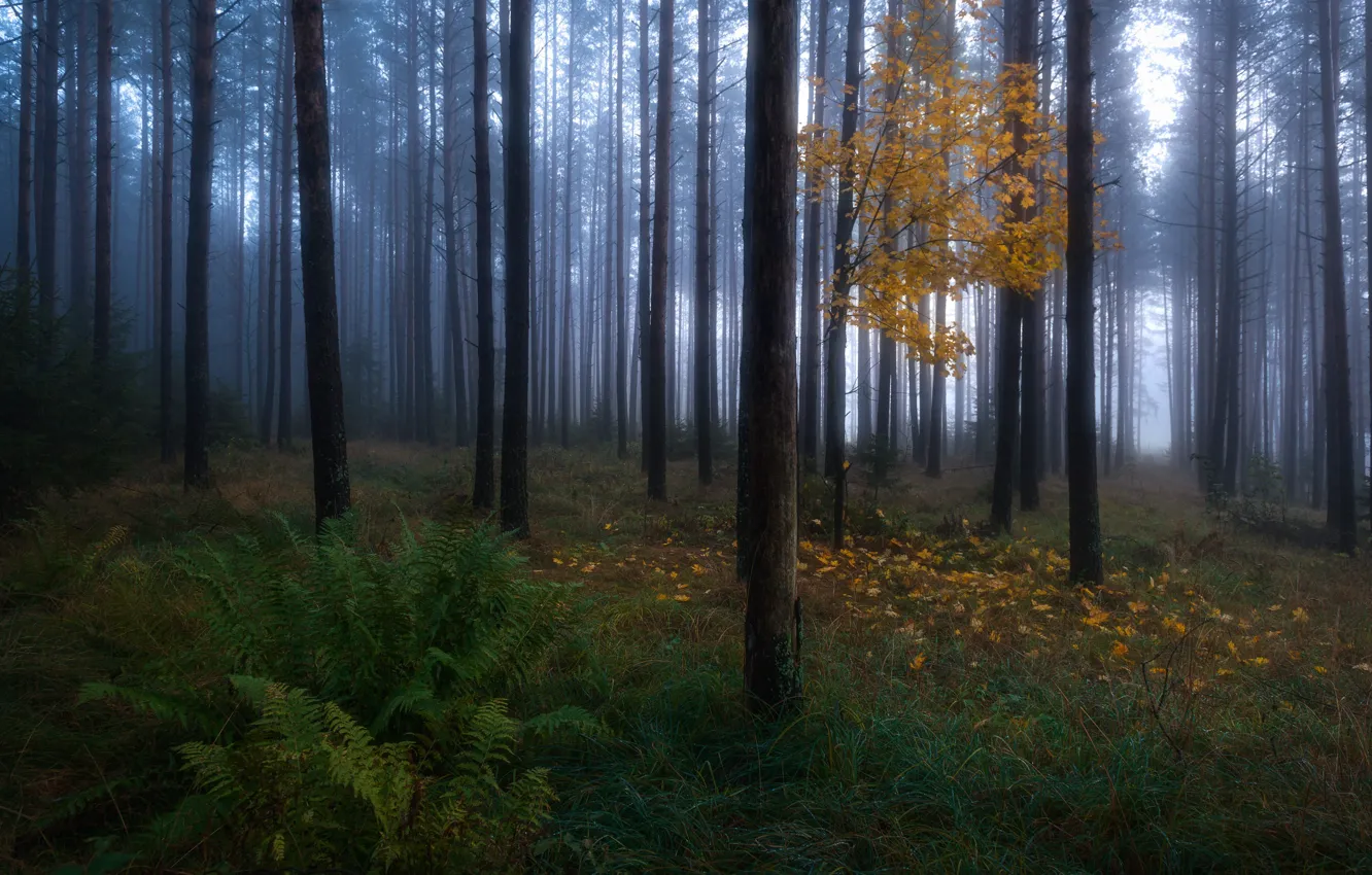 Фото обои осень, лес, деревья, природа, дерево, листва, дымка, клён